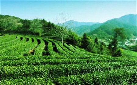 红茶茶叶